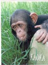 Apadrinament d'un ximpanzé