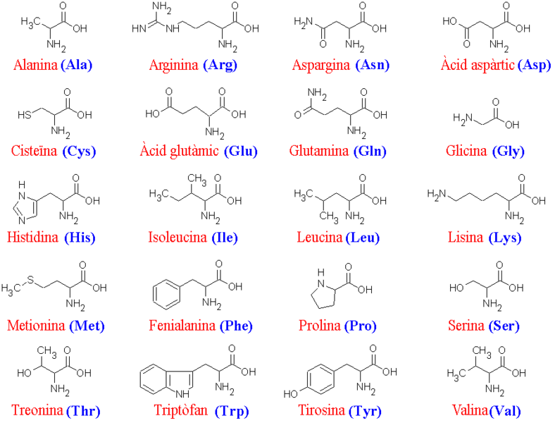 788px-aminoacids.png