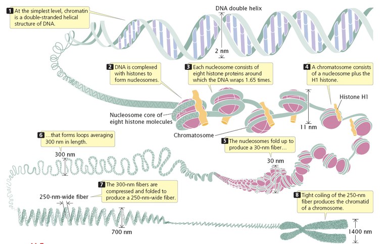 Nivells empaquetament DNA