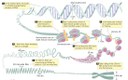 Nivells empaquetament DNA